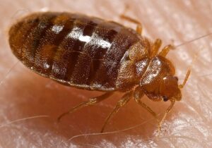 Octane Exterminators - Bed Bug Pest Control